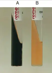 Interpretation of Esculin Hydrolysis Test – A, Positive, blackening of slant. B, Uninoculated tube.
