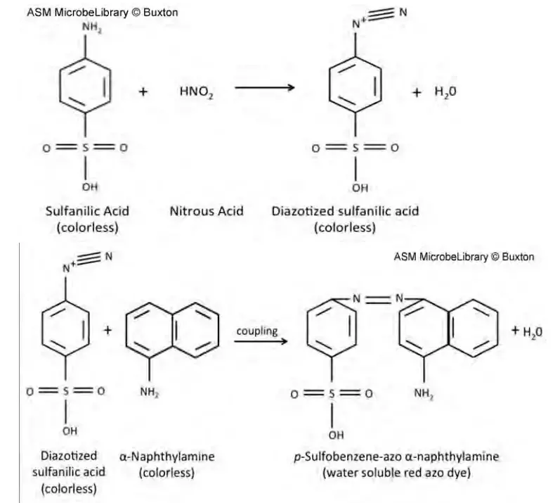 Principle of Nitrite Reduction Test
