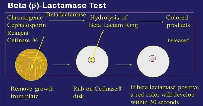 Beta (β) Lactamase Test - Principle, Procedure, Results - Biology Notes ...