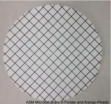 Nitrocellulose membrane
