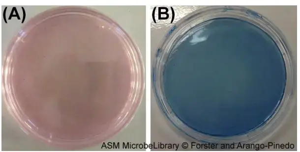 Bacteriological Examination of Waters by Using Membrane Filtration Method
