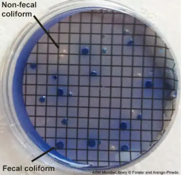 Detection of fecal coliforms following 24 hour incubation at 44.5°C. This plate shows two different types of colonies. The blue colonies are indicative of fecal coliform bacteria. The yellow colonies are indicative of non-fecal coliform bacteria. When determining cell density of fecal coliform bacteria present in water samples, only blue colonies should be counted.
