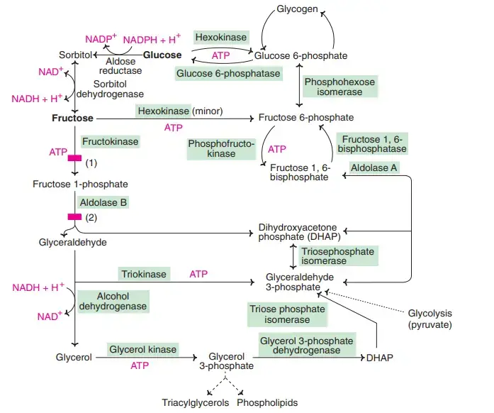 Fructose Metabolism Pathway – Fructolysis
