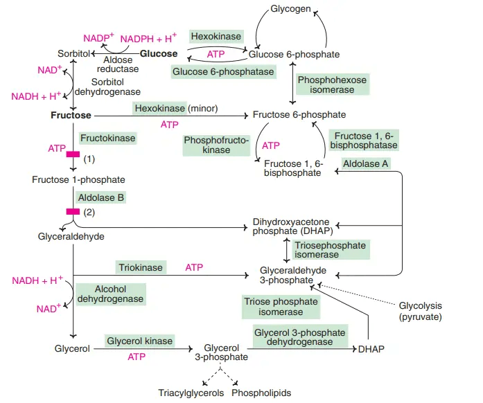 Fructose Metabolism Pathway Fructolysis Fructose Metabolism Pathway Fructolysis