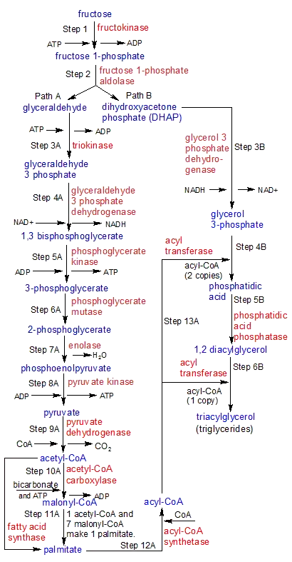Fructose Metabolism Pathway
