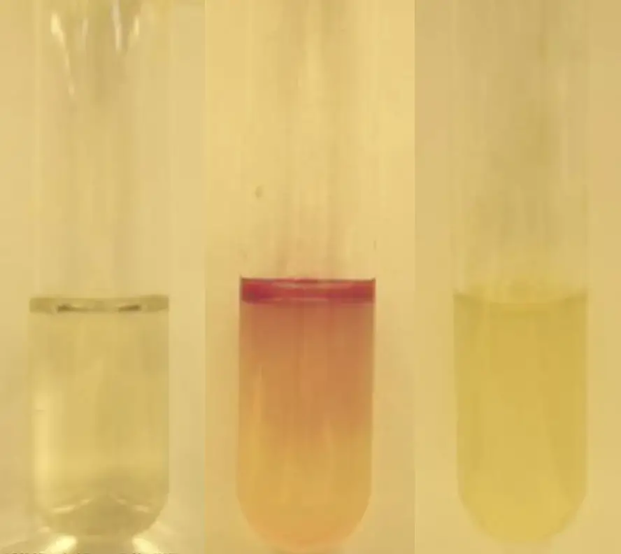 The indole test is a microbiological method used to detect the presence of indole in bacterial cultures. In a positive result, such as with Escherichia coli, the culture shows a red reagent layer after the addition of Kovács reagent, indicating the presence of indole. In contrast, a negative result, as seen with Enterobacter aerogenes, shows no color change, and the reagent remains as a thin yellow layer on top of the culture medium.
