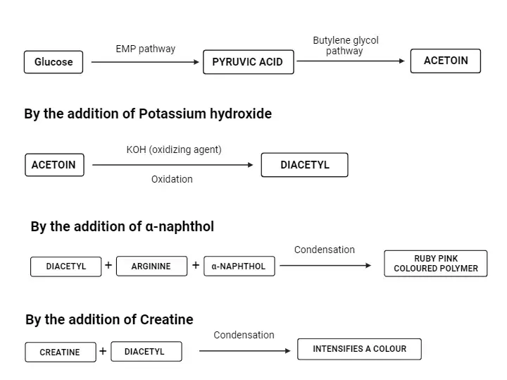 Principle of Voges Proskauer (VP) Test
