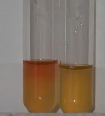 Voges-Proskauer reaction. E. aerogenes (A) and E. coli (B) were grown in MR-VP-broth for 48 hours at 37°C and Barritt’s reagents A and B were added. VP-positive E. areogenes (A) shows red coloration on top of the culture, whereas VP-negative E. coli (B) has a yellowish color.
