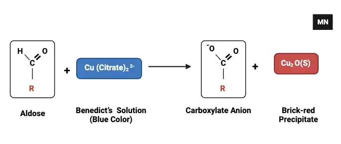 Principle of Benedict’s Test
