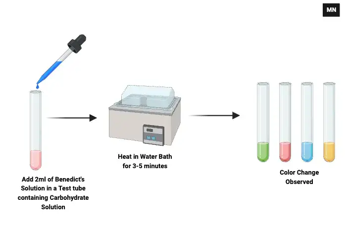 Procedure of Benedict’s Test
