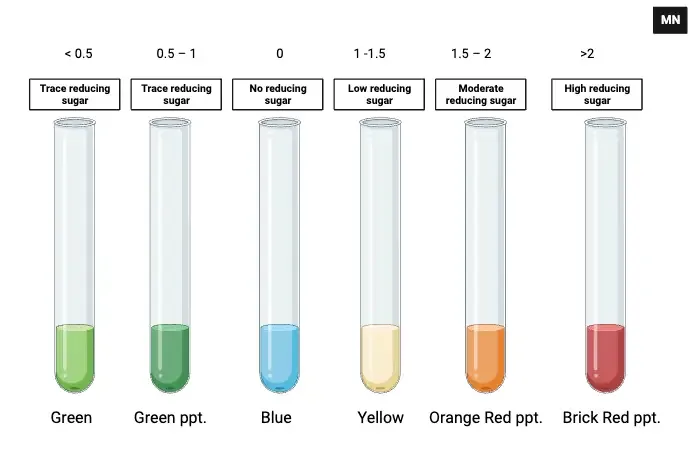 Observation and Results of Benedict’s Test
