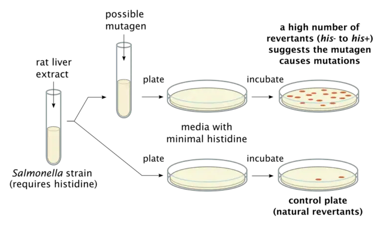 Ames Test - Principle, Procedure, Result, Limitation, Applications ...