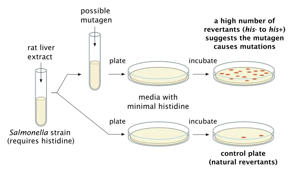 The Ames test for mutagenicity using Salmonella typhimurium histidine auxotrophs.
