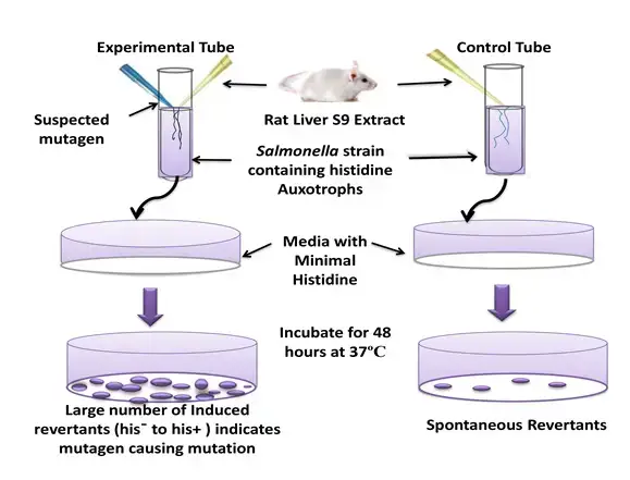 Ames Test Principle, Procedure, Result
