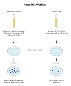 Ames Test - Principle, Procedure, Result, Limitation, Applications