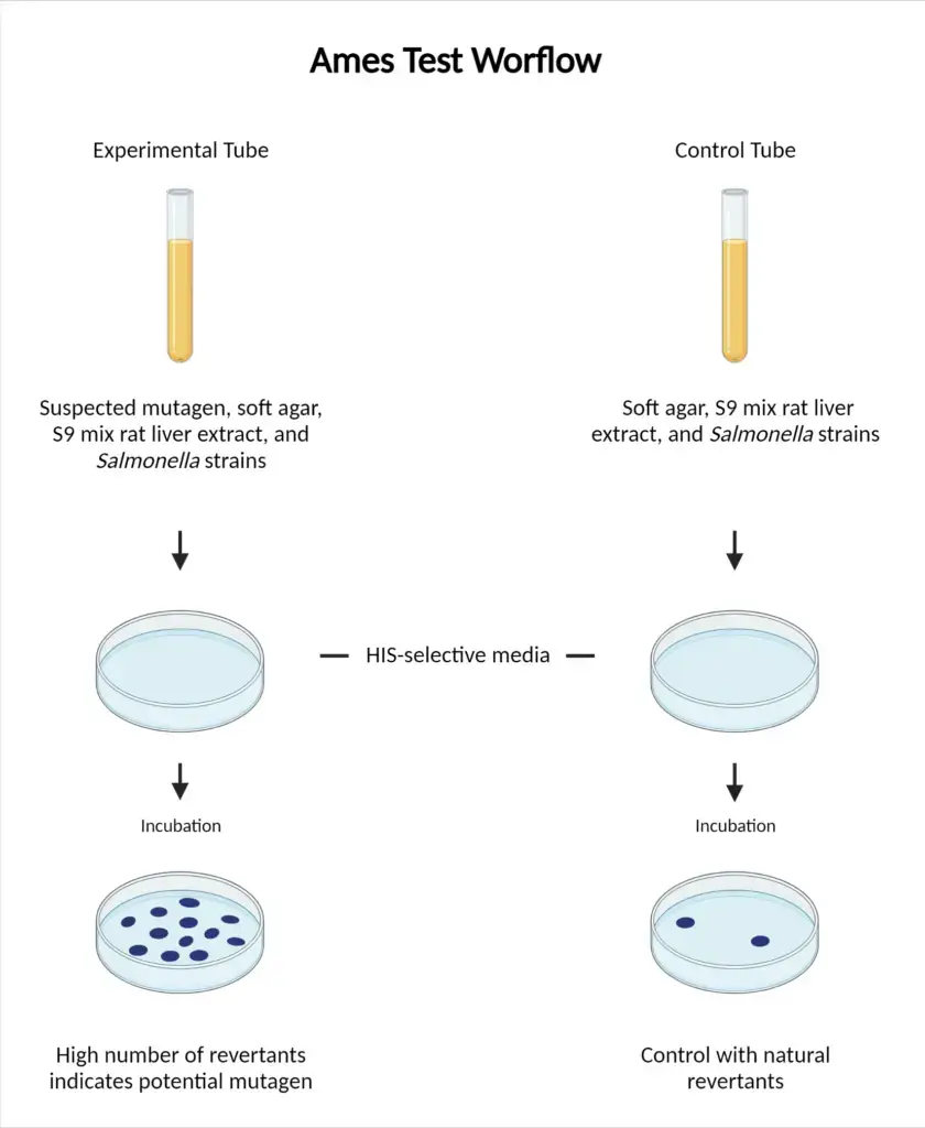 Ames Test - Principle, Procedure, Result, Limitation, Applications ...