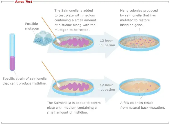 Ames Test Principle, Procedure, Result
