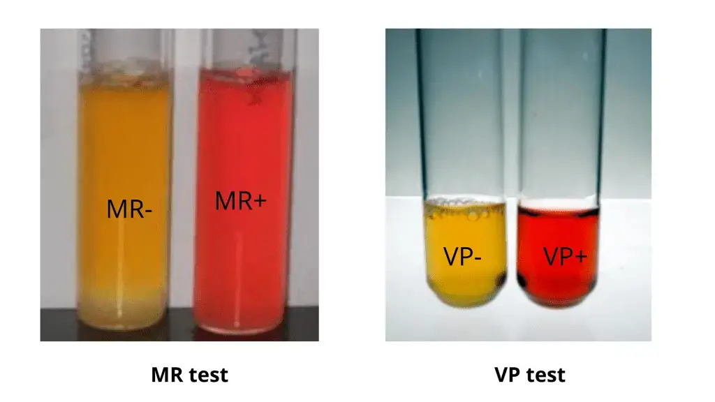Methyl Red and Voges Proskauer Test Result