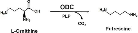 Principle of Ornithine decarboxylase test