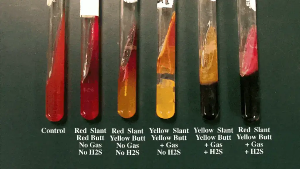 Expected Results of Triple Sugar Iron (TSI) Agar test
