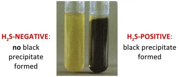 Result and Interpretation of Hydrogen Sulfide (H2S) Test 