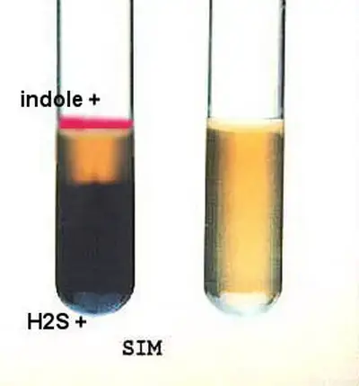 Hydrogen sulfide test using SIM medium.