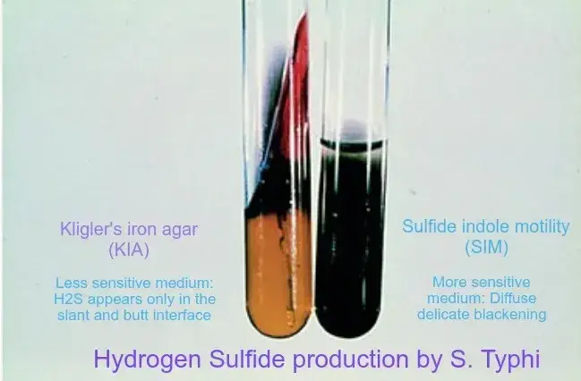 SIM is more sensitive in the detection of H2S than either TSI or KIA, because of its semisolid nature, its lack of interfering carbohydrates, and the use of peptonized iron as an indicator.