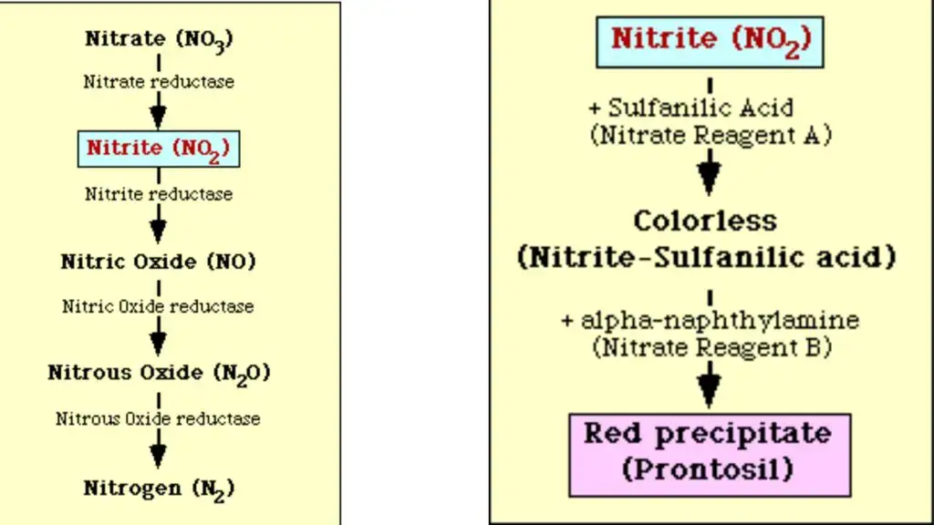 Left: Nitrate reduction pathway, Right: Diagrammatic representation of the detection of nitrite in medium. 