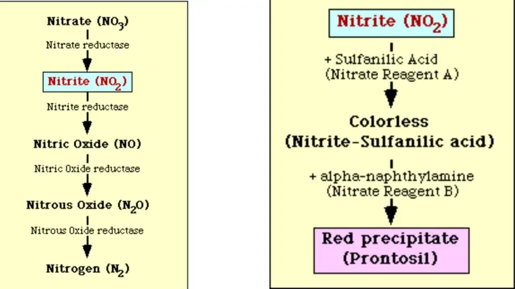 Left: Nitrate reduction pathway, Right: Diagrammatic representation of the detection of nitrite in medium. 