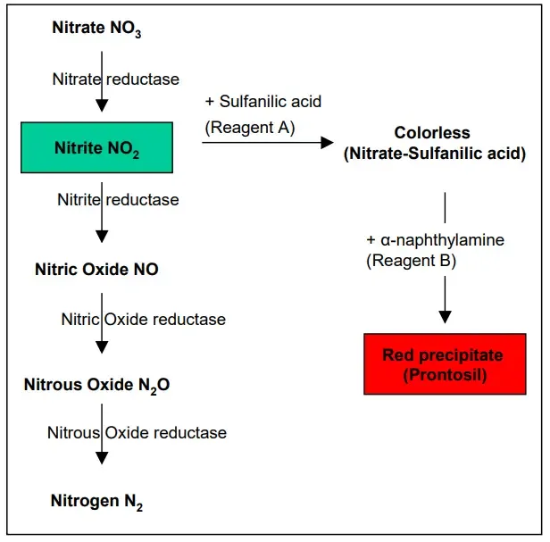 Reactions of Nitrate Reduction Test 