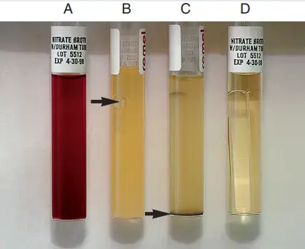 Result and Interpretation of Nitrate Reduction Test – A, Positive, no gas. B, Positive, gas (arrow). C, Positive, no color after addition of zinc (arrow). D, Uninoculated tube.
