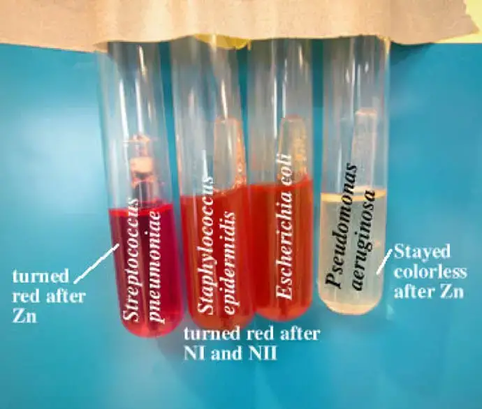 Nitrate Reduction Test |