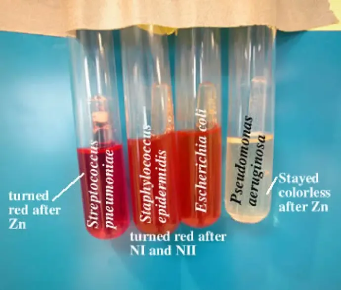 Nitrate Reduction Test |
