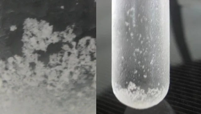 Results of Mucic acid test
