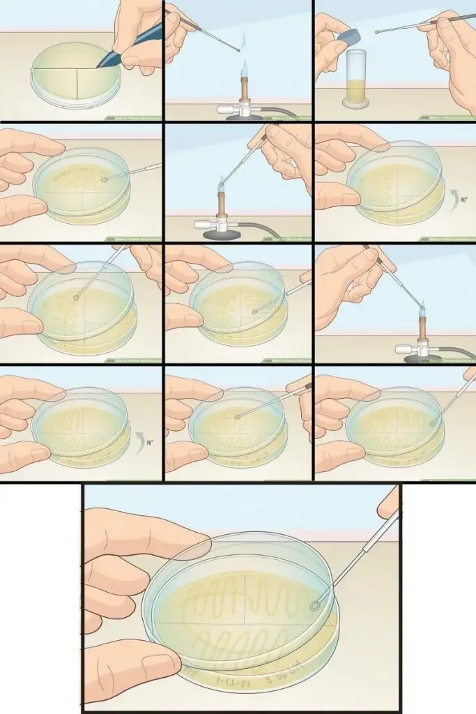 Streak Plate Method - Patterns, Procedure, Principle 1 T-Streak or Three Sector Streak Method