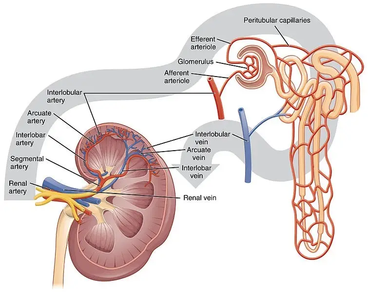 Blood flow in the kidneys – schematic diagram | Credit: OpenStax College, CC 3.0.
