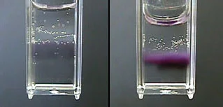 A negative test (left) and a positive test (right)