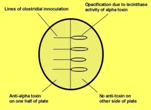 Principle of Nagler Reaction or Lecithinase Test
