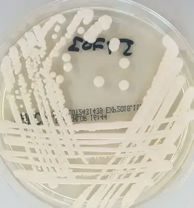 Candida auris on Sabouraud agar (source :@in_petri)