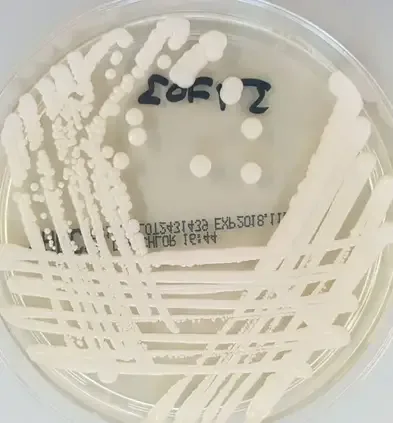 Candida auris on Sabouraud agar (source :@in_petri)