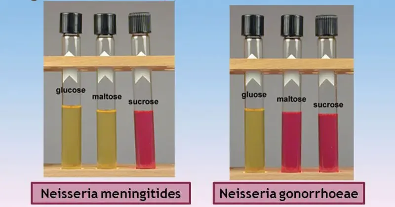 HISS Medium (CTA + Serum + Sugar + Indicator (Phenol Red)) Image Source: slideplayer.com
