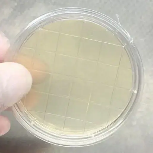 PCA agar
