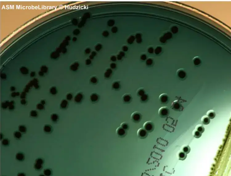 Salmonella enterica – In the absence of carbohydrate utilization, the black center of the transparent colonies indicates H2S production. Except for serotype Typhi, which is a weak H2S producer, and uncommon lactose-fermenting Salmonella strains, all serotypes of Salmonella exhibit this appearance on HE agar.