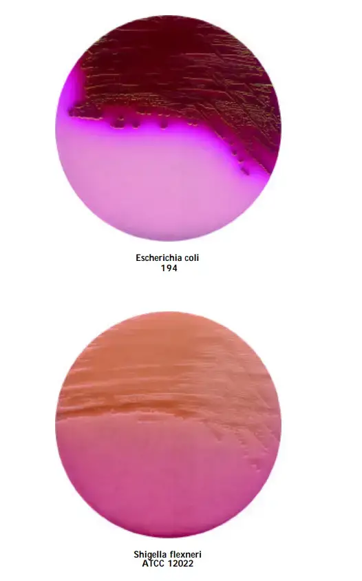 Result and Colony Characterisitcs of Different Organisms on Endo Agar
