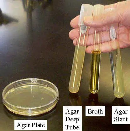 Preparation of agar deep tubes for cultivation of bacteria