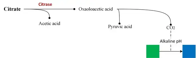 Simmons Citrate Agar principle
