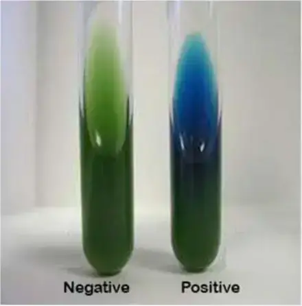 Simmons Citrate reaction positive and negative
