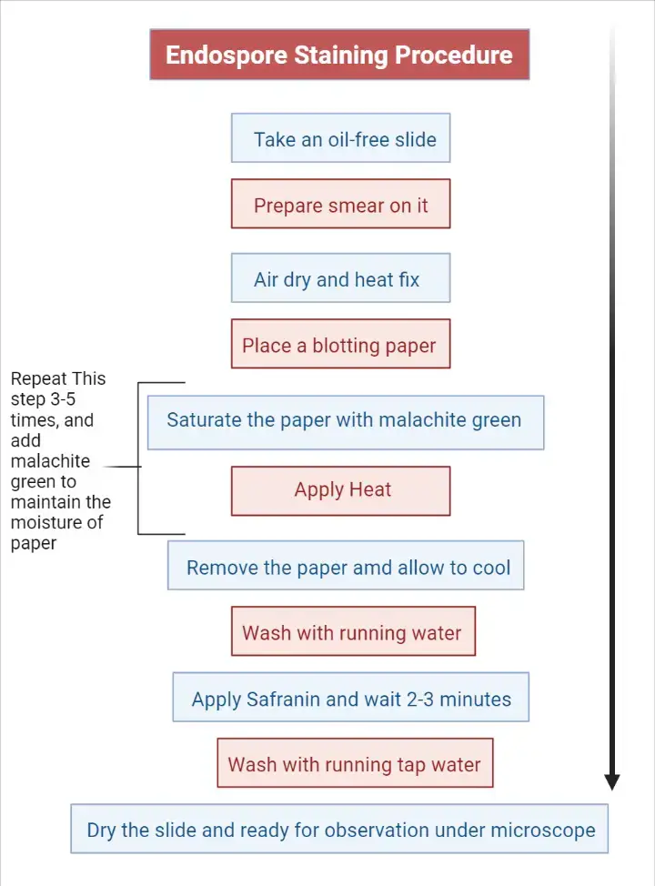 endospore staining flow chart
