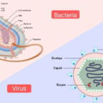 Top 22 Difference Between Bacteria and Virus
