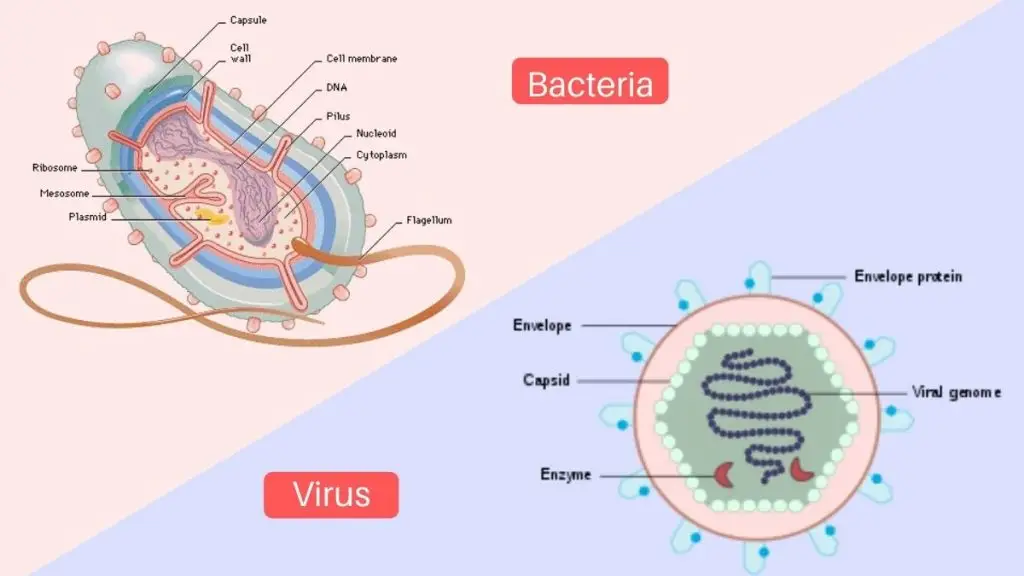 Top 22 Difference Between Bacteria and Virus